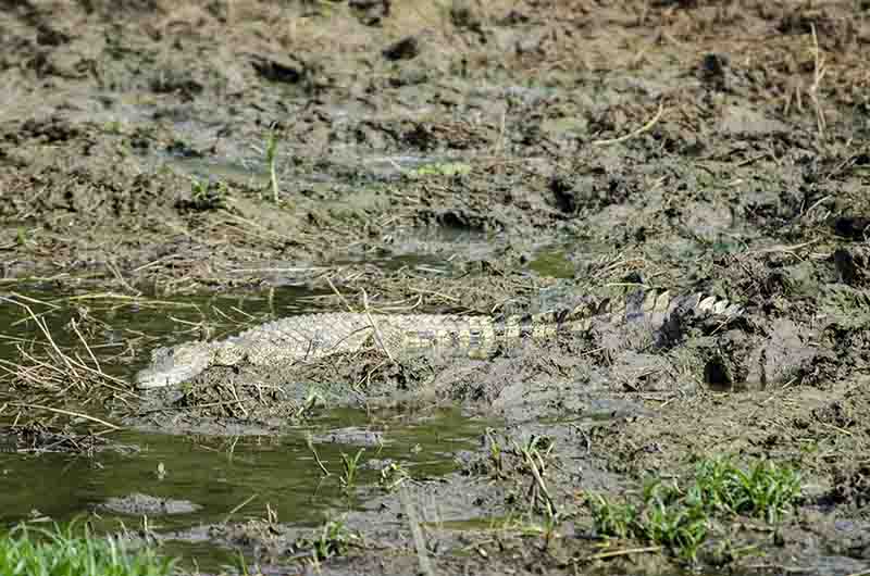 Cocodrilo - parque nacional Queen Elizabeth - Uganda 2.jpg